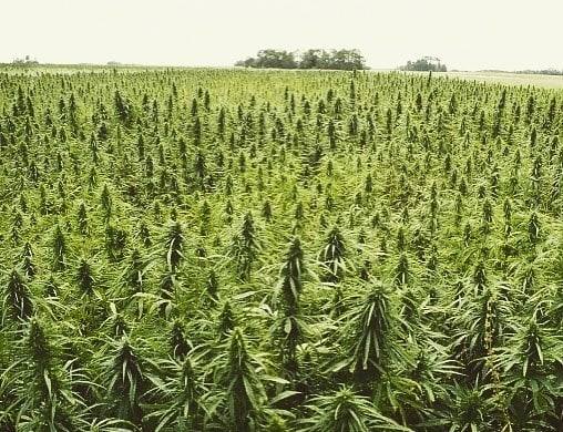 Jujuy firman acuerdo para tener el cultivo de cannabis ms grande del mundo