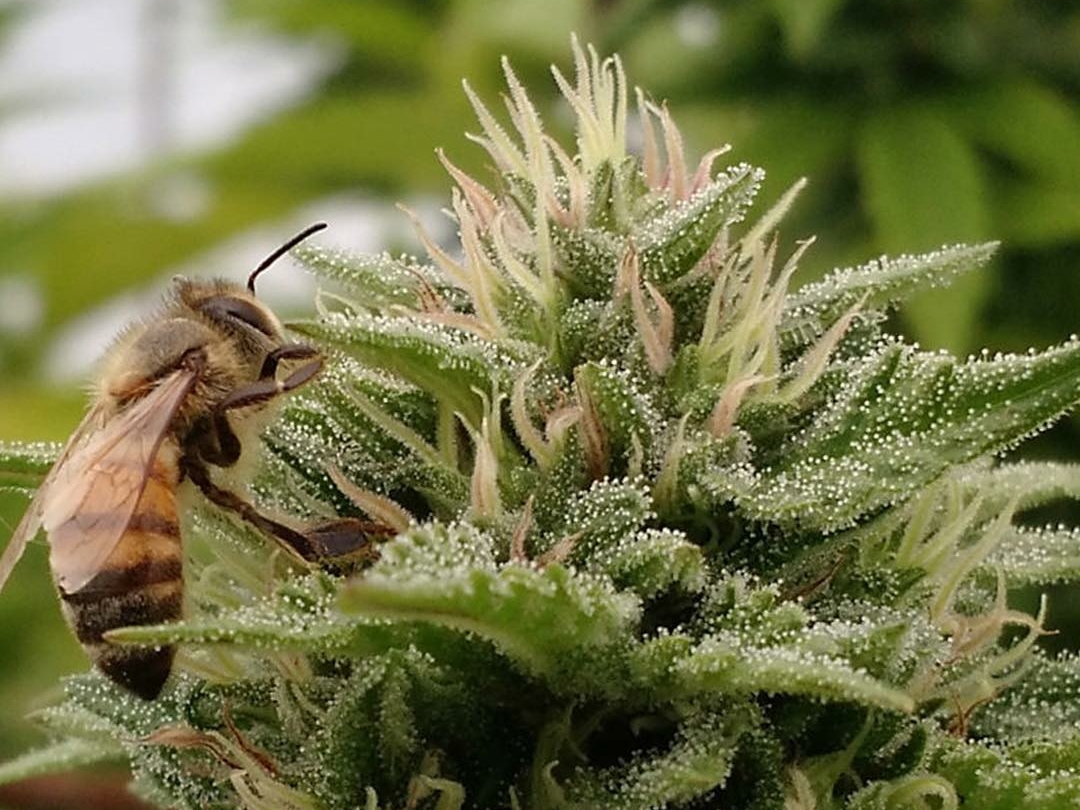 abejas y cannabis