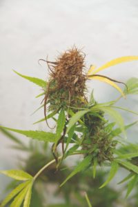 hongo Fusarium en planta de cannabis