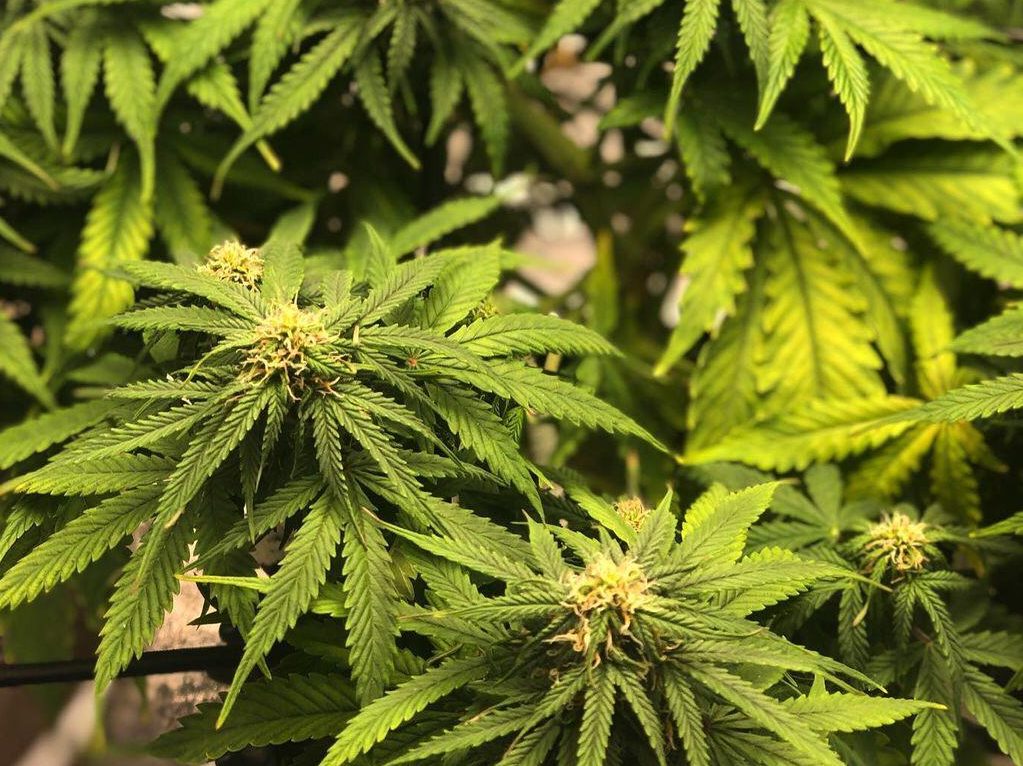 plantas de cannabis con hongos