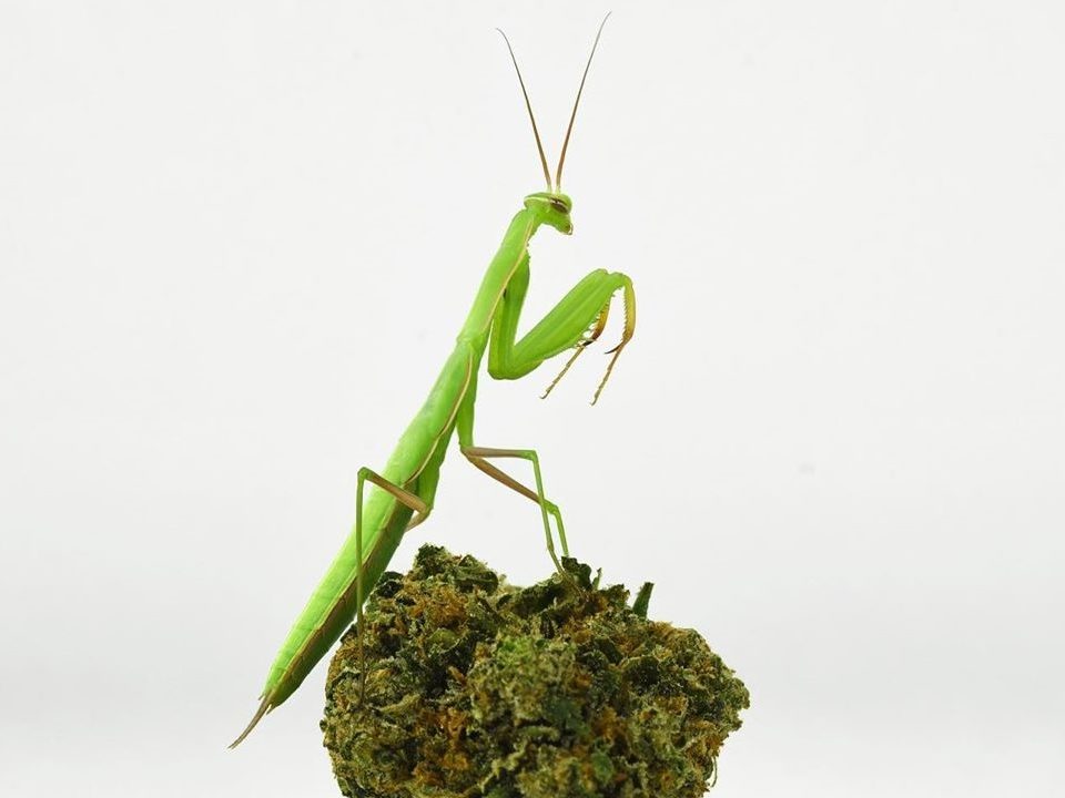 mantis