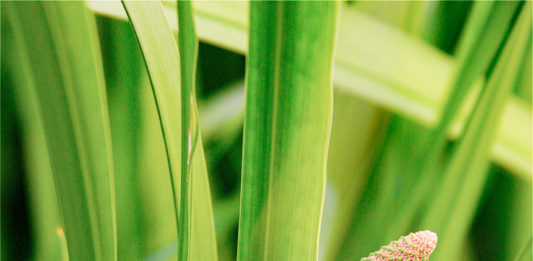 calamo planta