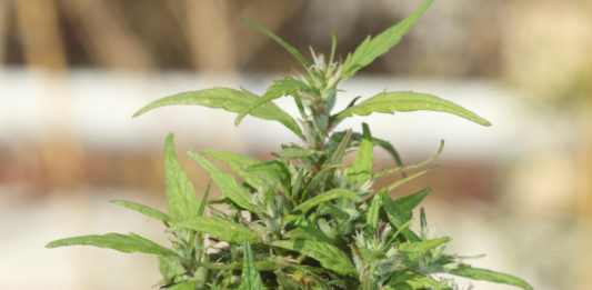 revegetación cannabis