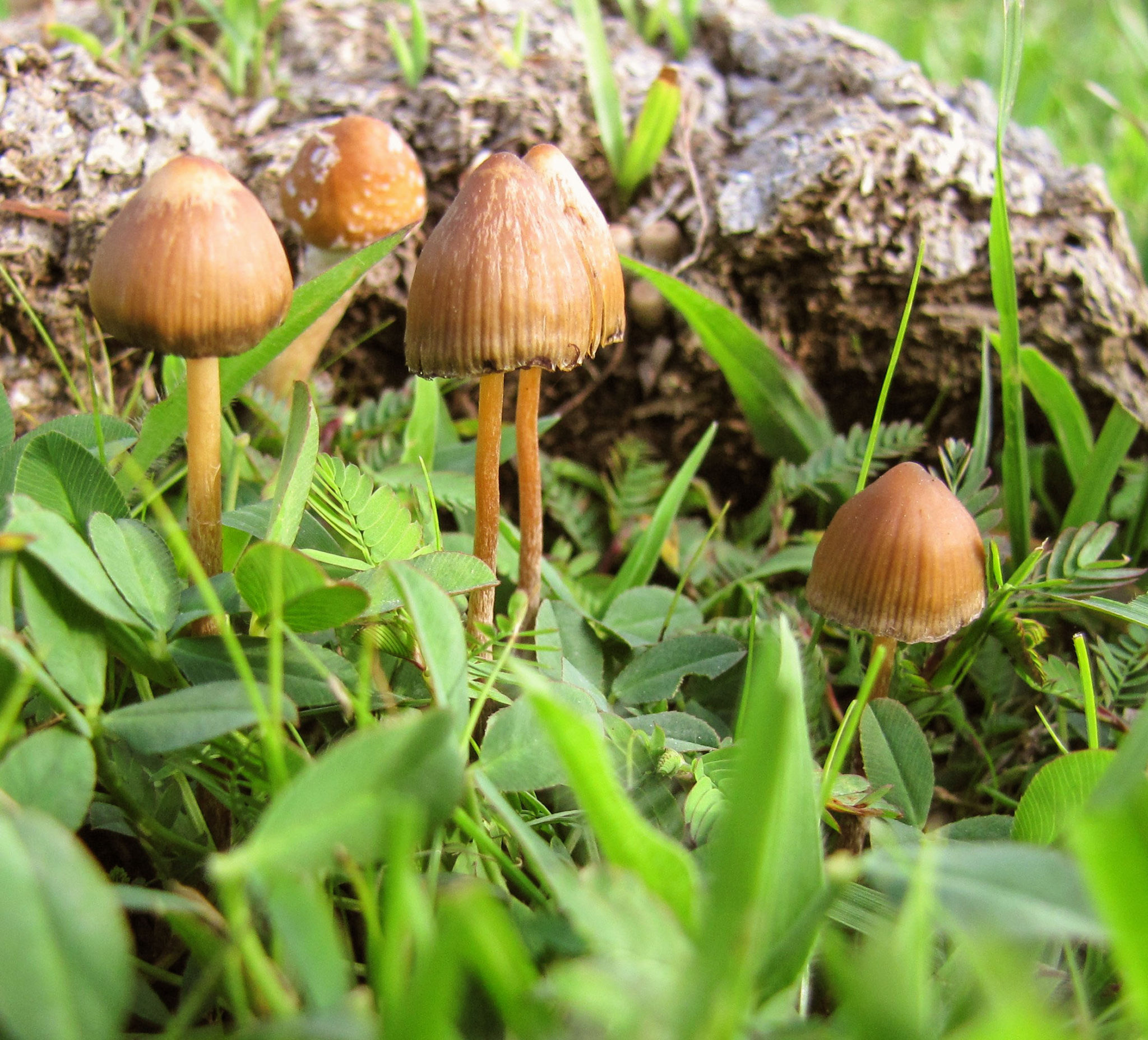 Psilocybe Mexicana: el hongo que permite ver el futuro