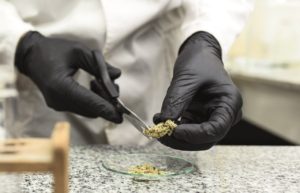 cannabis conicet ciencia argentina