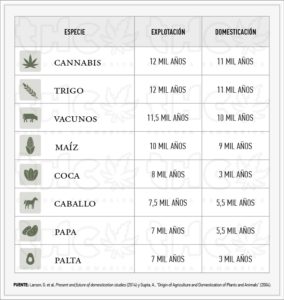 história da cannabis 