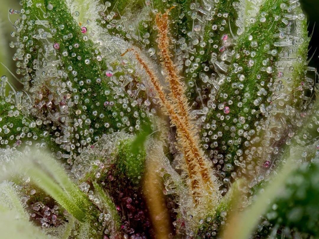 macro fotografia de cannabis