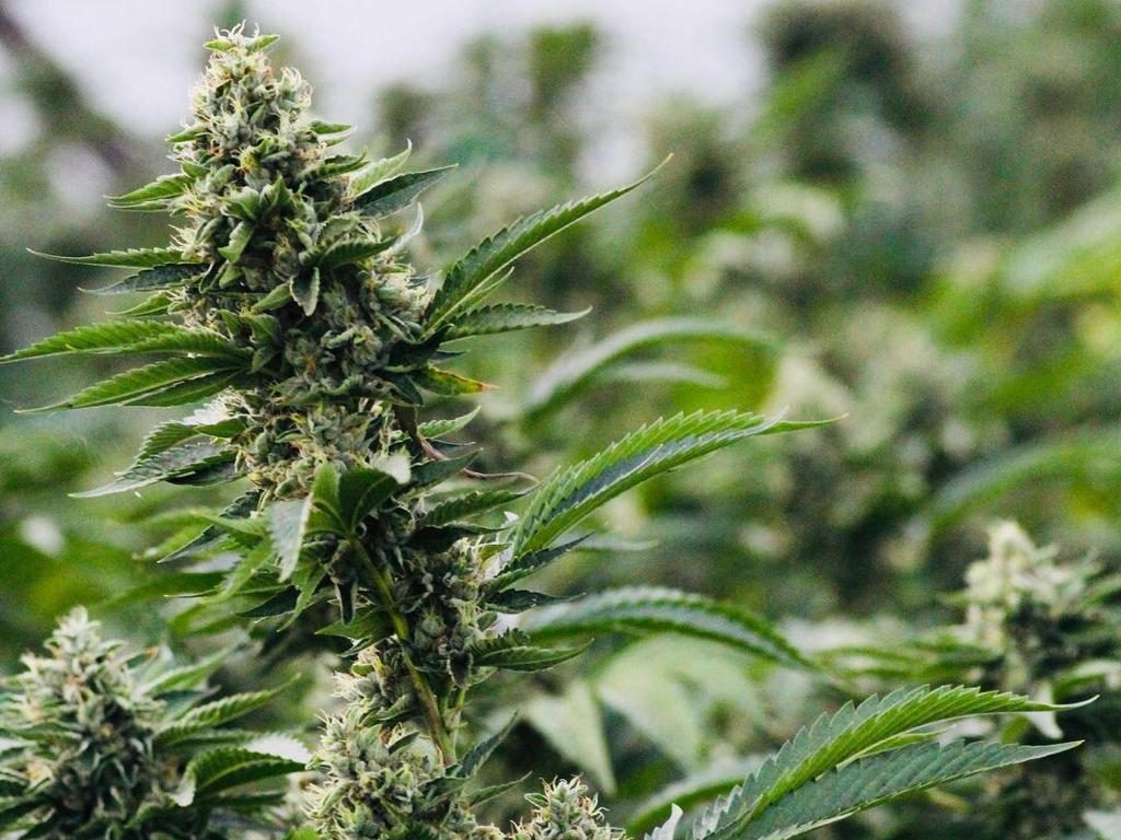 cannabis ciencia estudios planta naturaleza