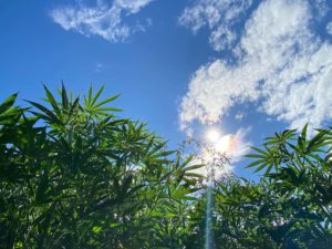 granja cannabis en exterior la pampa argentina estudios