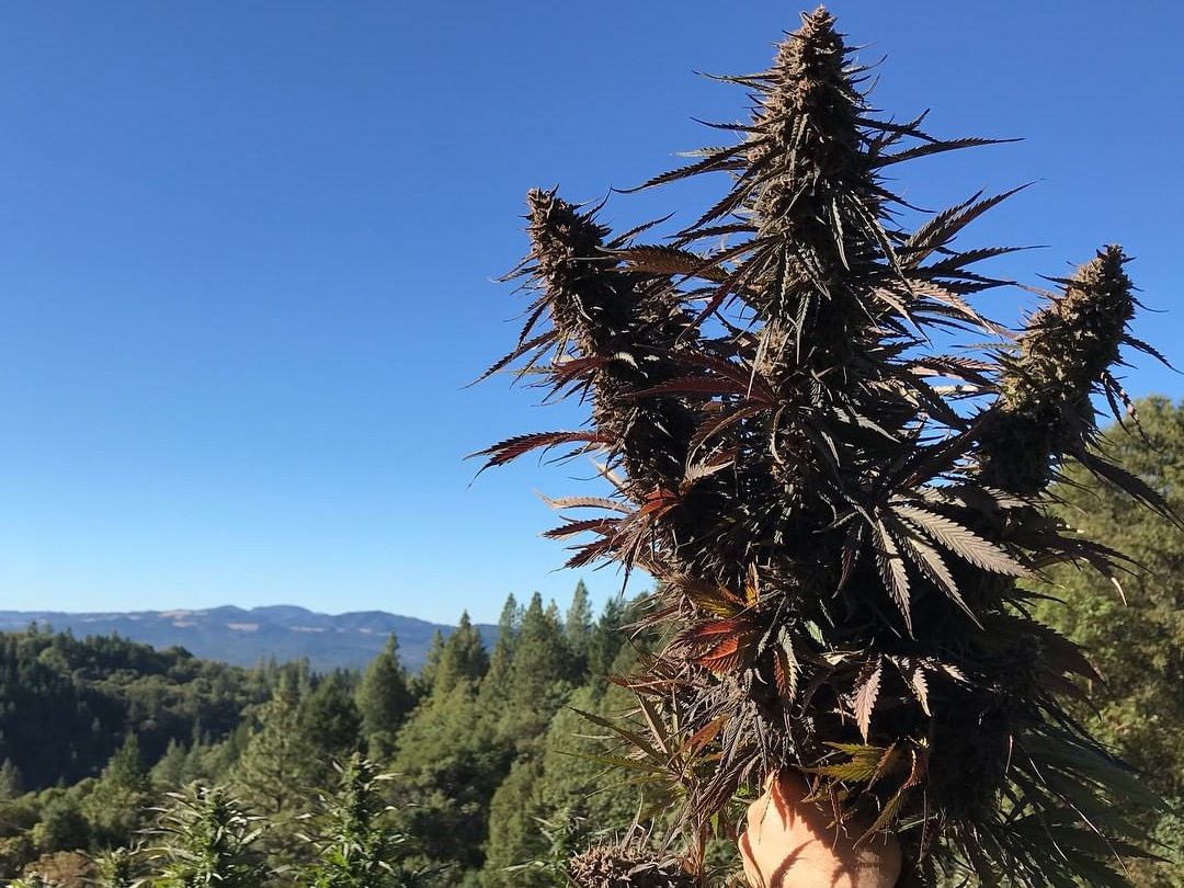 cannabis estados unidos regalo ramo de flores
