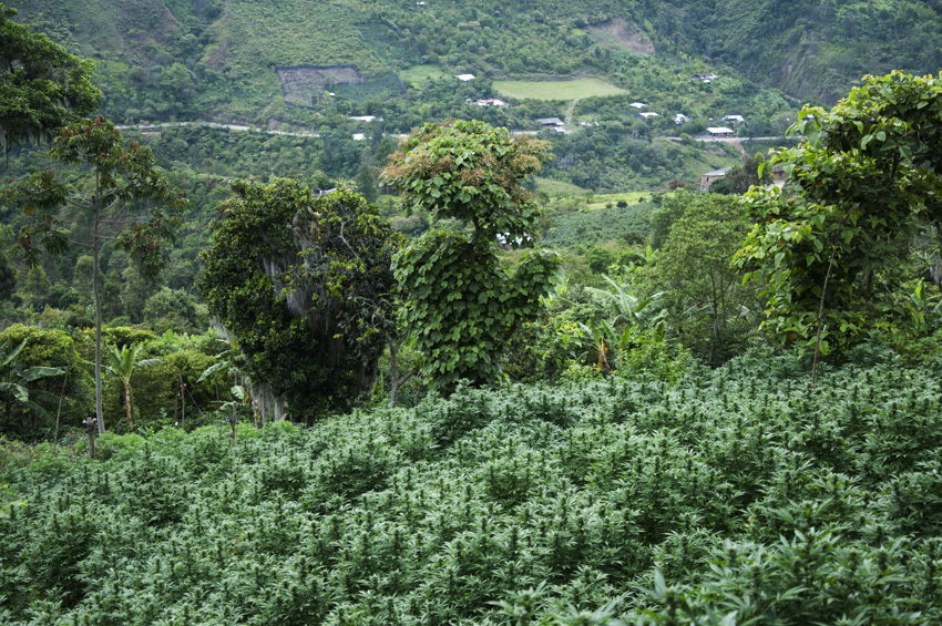 Colombia: Un Viaje A Los Míticos Cultivos Del Cauca