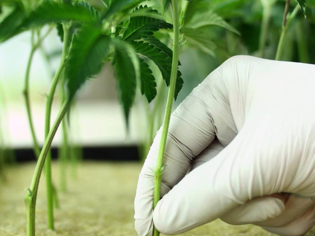 ciencia planta investigacion cannabis medicinal