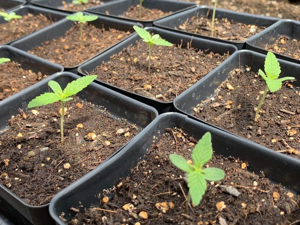 plantas de cannabis recien cultivadas