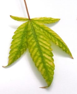 hojas amarillas nitrogeno