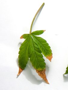 hojas de cannabis falta de potasio