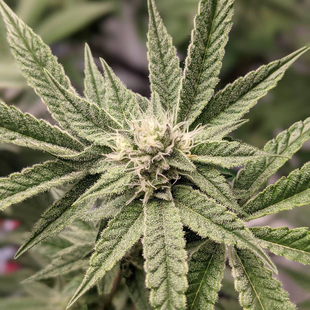 hojas flor de cannabis