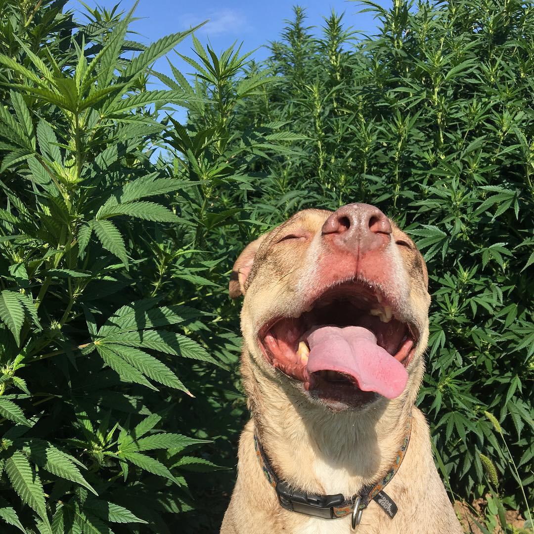 perro feliz con plantas