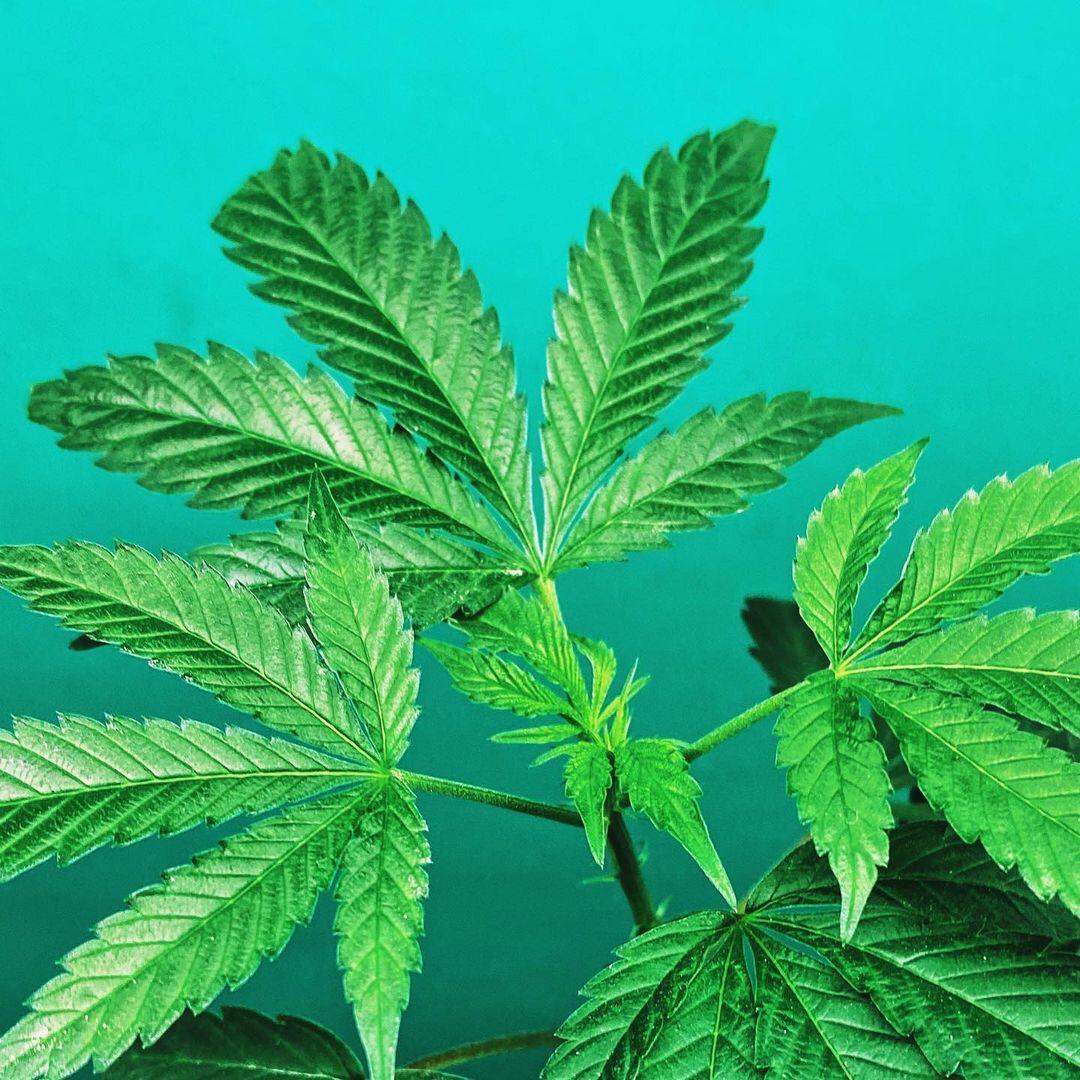 planta de cannabis medicinal