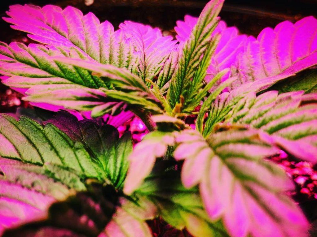 planta de cannabis en interior