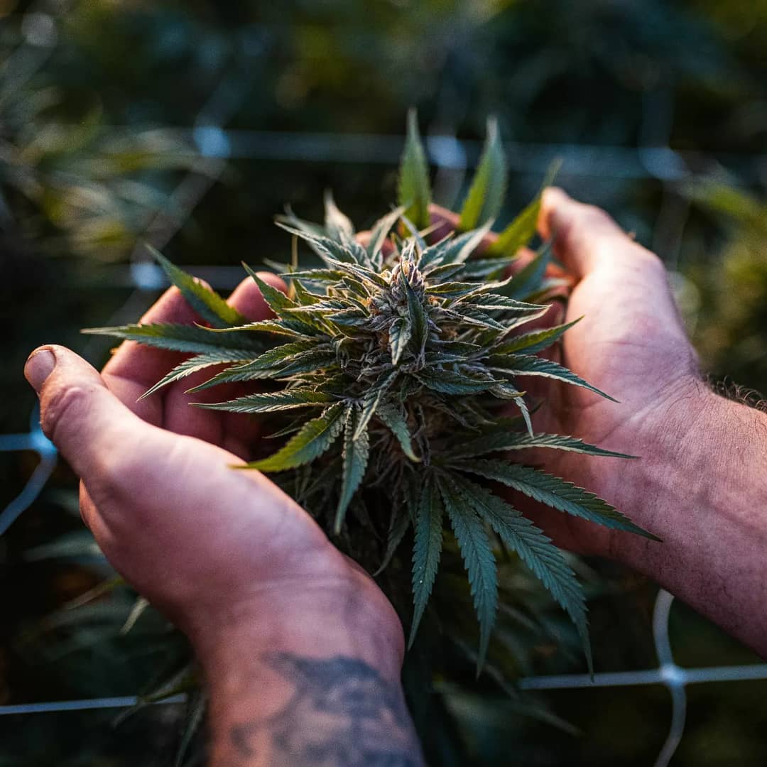 planta de cannabis