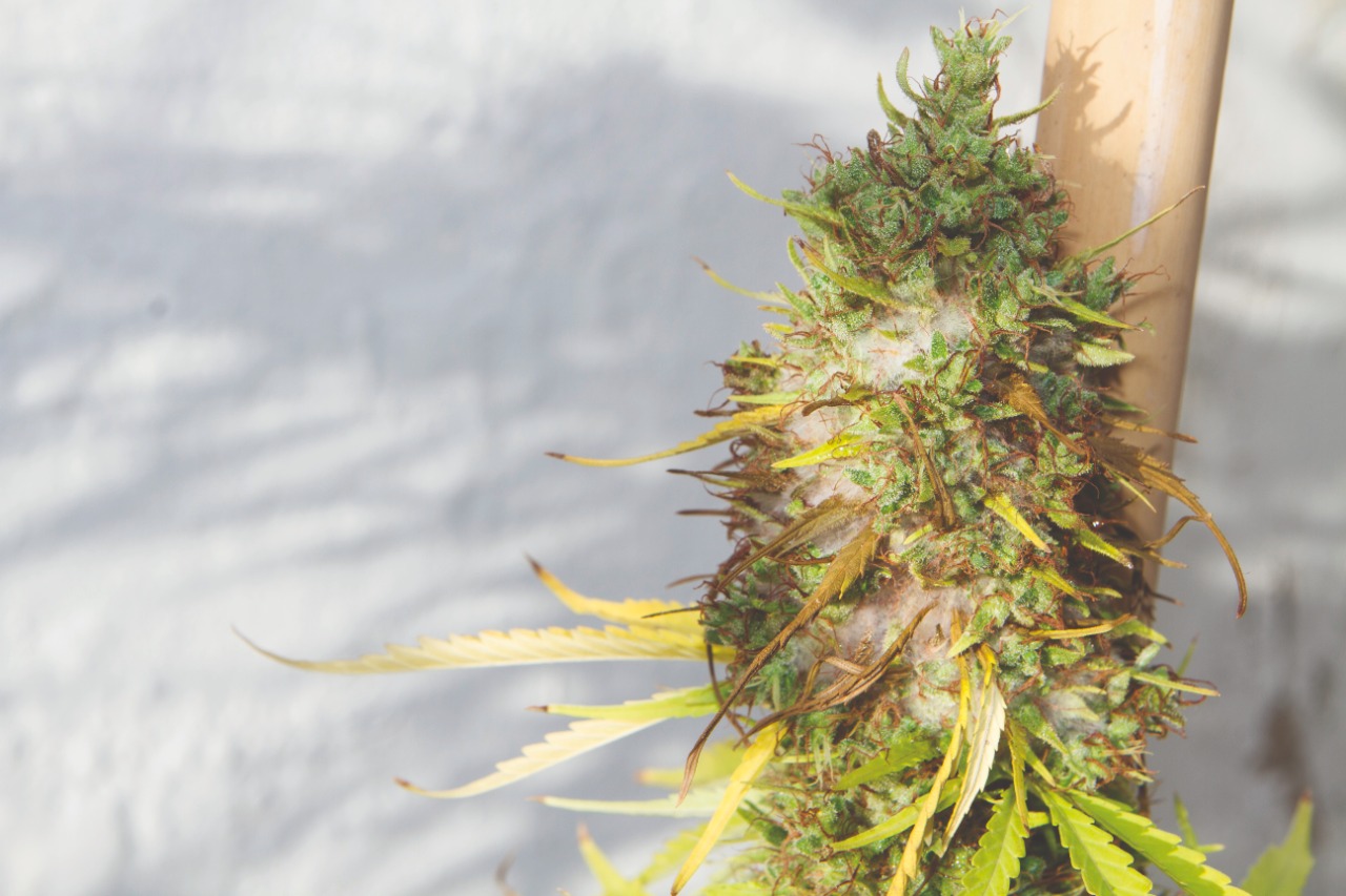 planta de cannabis con hongos en floracion