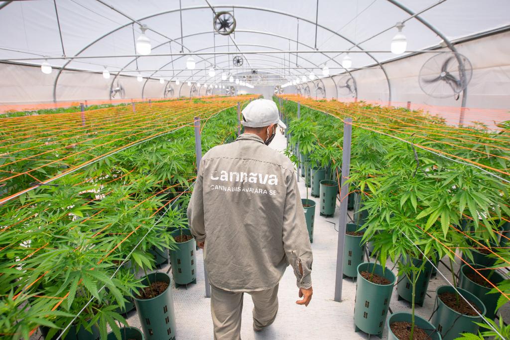 plantacion de cannabis en jujuy