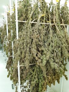 plantacion de cannabis