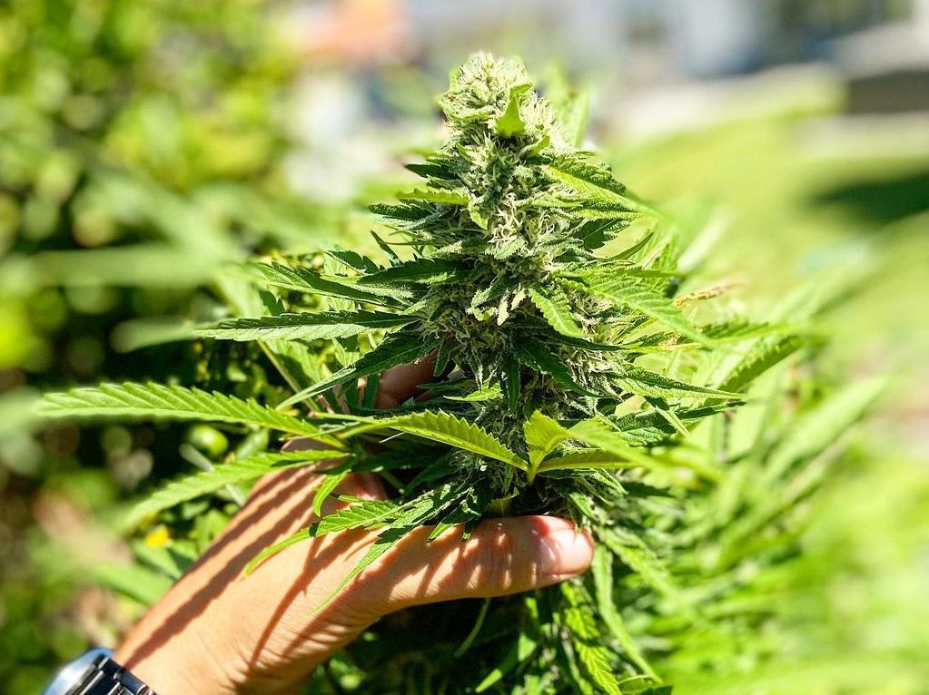 planta de cannabis en uruguay