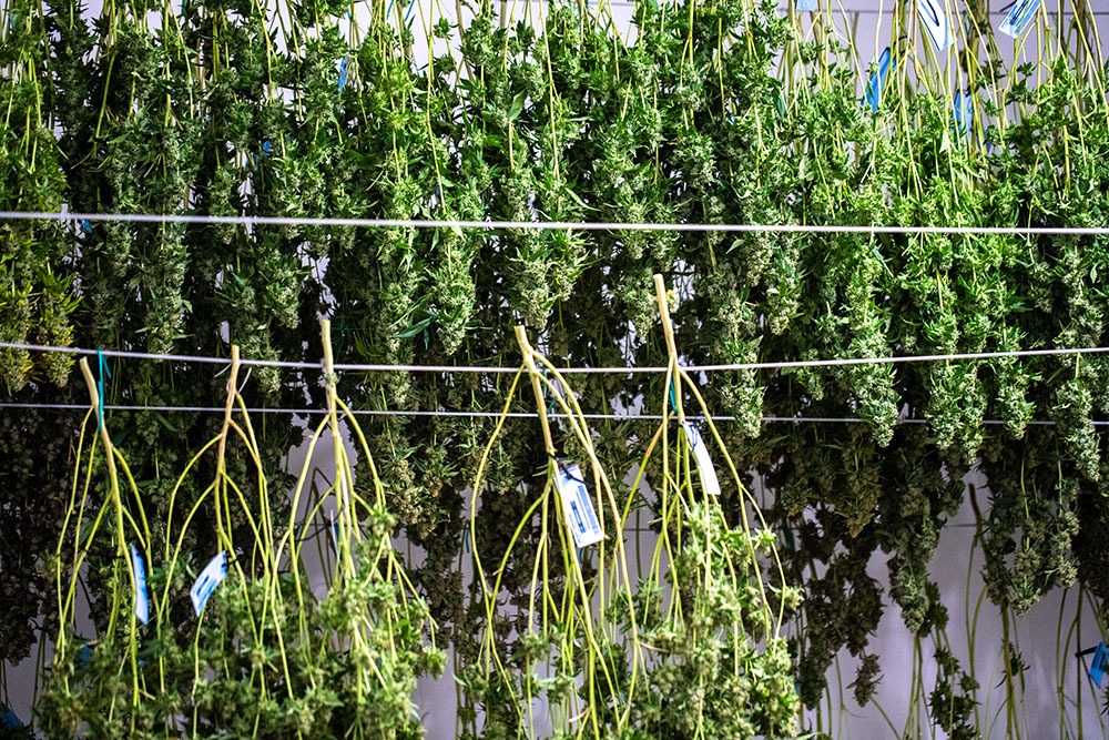secado cannabis plantas cultivo