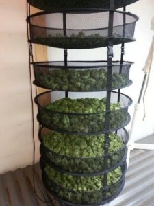 secado de plantas de cannabis