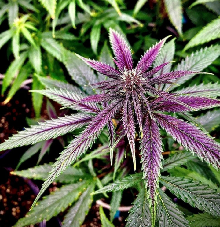 planta de cannabis en invierno violeta