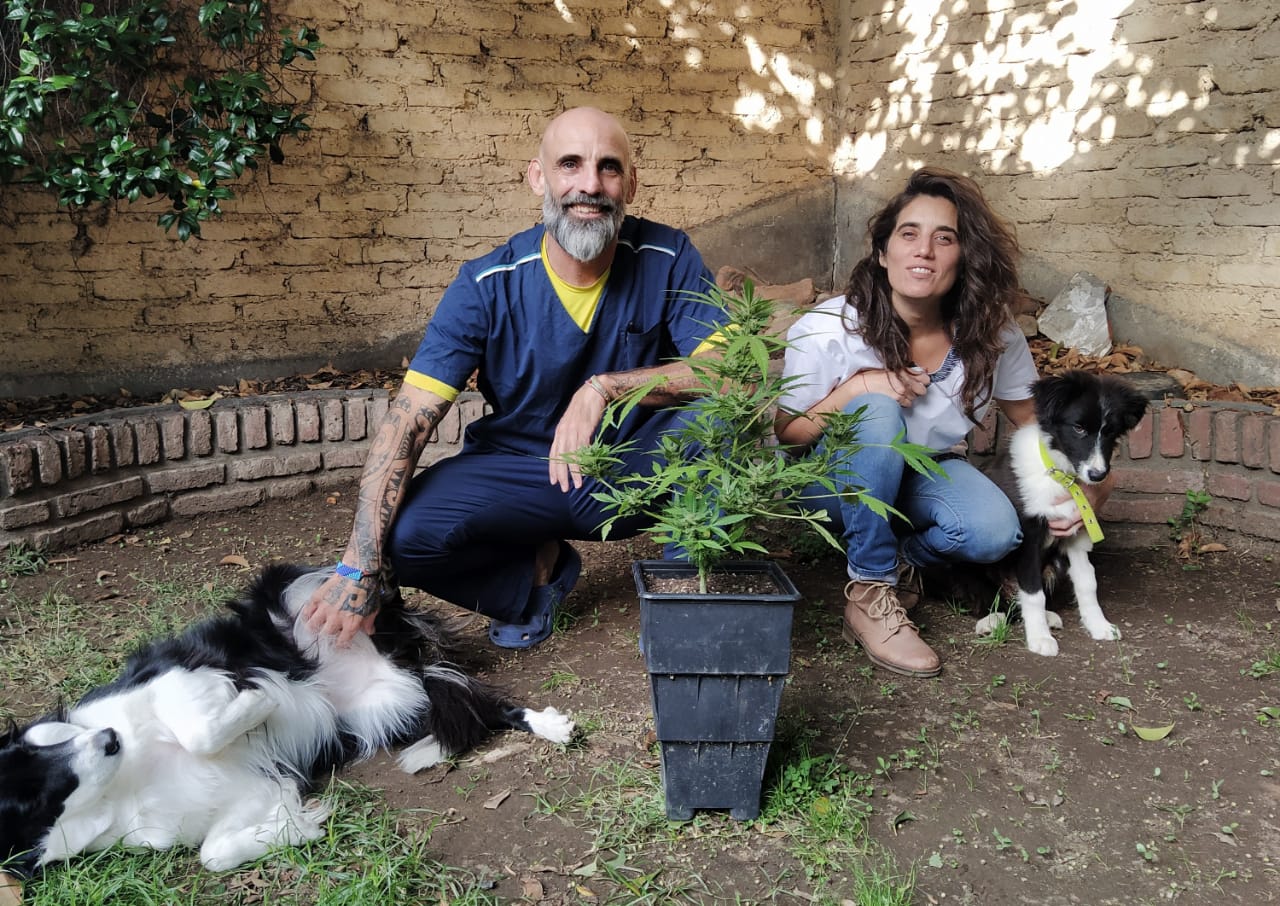 veterinarios con perros y plantas