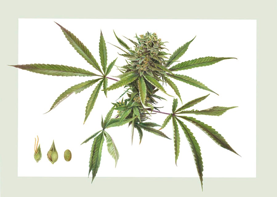 dibujo de planta de cannabis