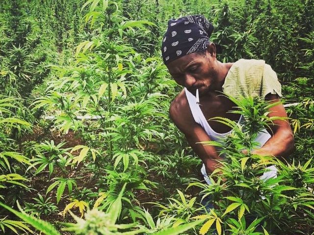 Jamaica pierde miles de hectáreas de cannabis por los huracanes