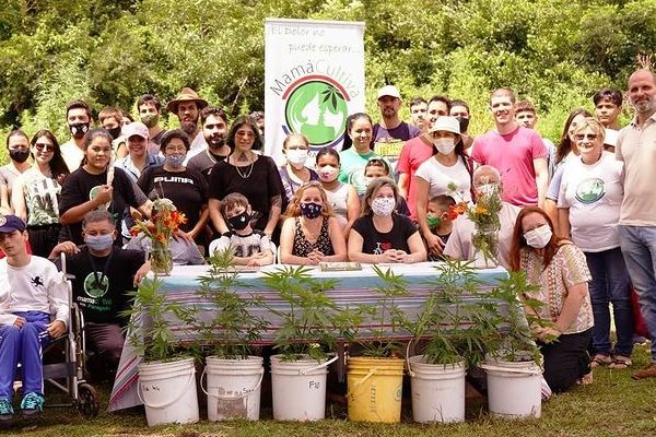 paraguay allanamiento cannabis