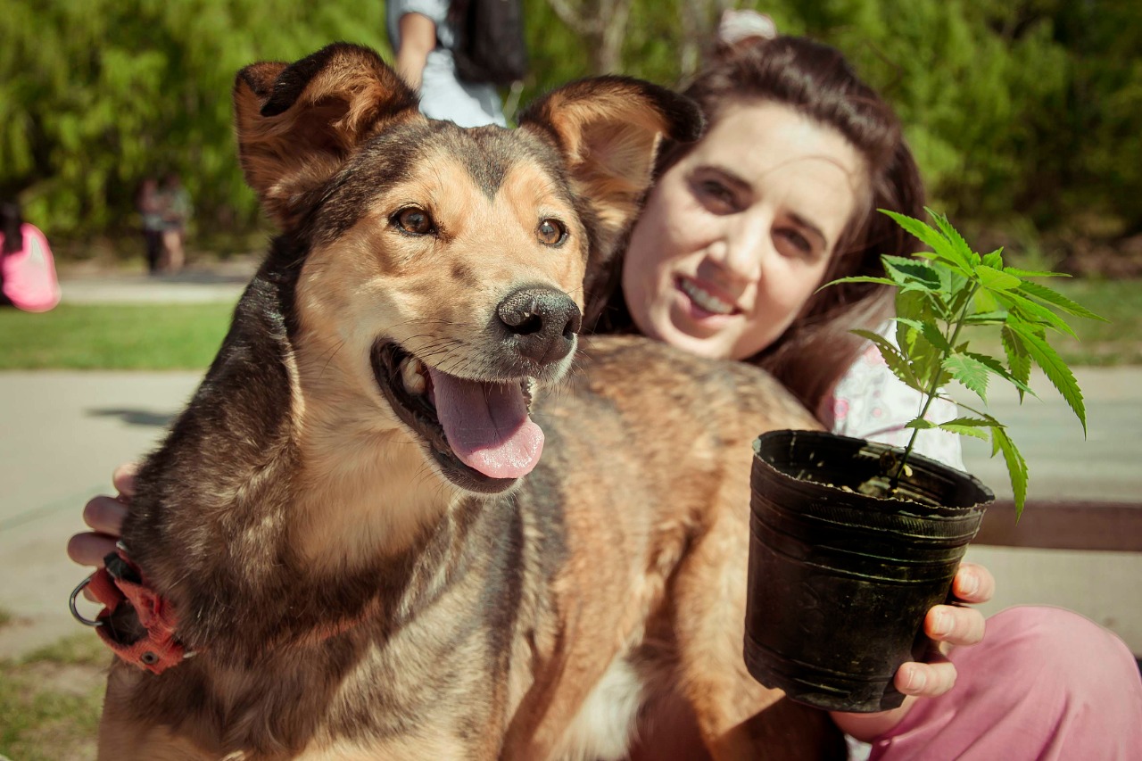 veterinario con planta de cannabis