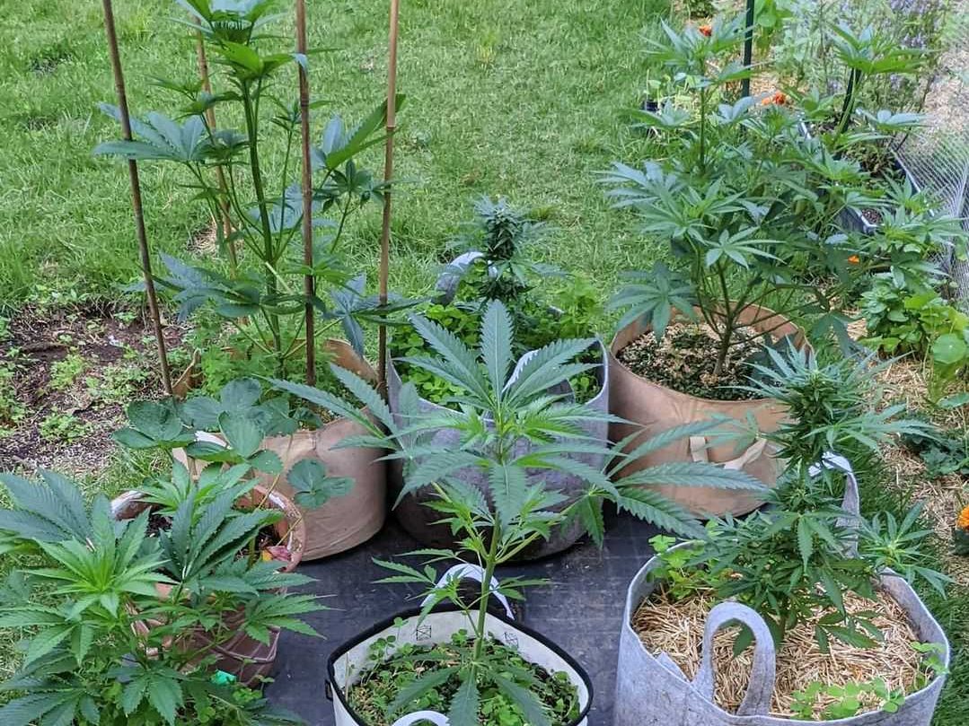 genéticas de plantas de cannabis
