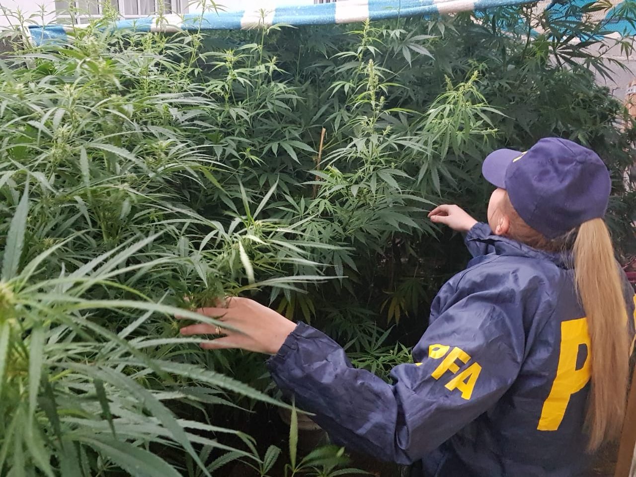 policia argentina cannabis criminilizacion