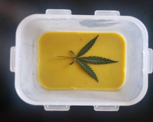 msnteca de cannabis