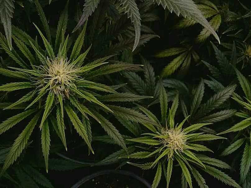 cultivo vegano de cannabis