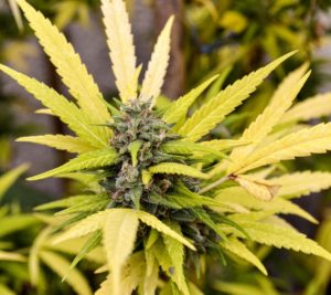 5 cuidados antes de la cosecha de cannabis fertilización
