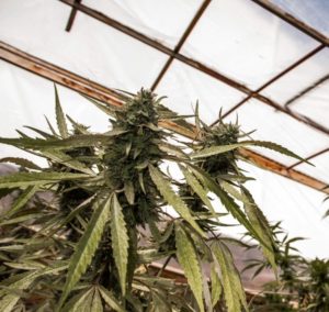 5 cuidados antes de la cosecha de cannabis invernaderos