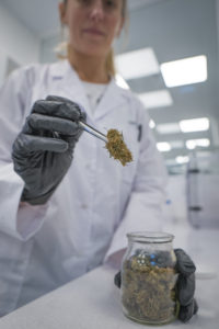 laboratorio certificación cannabis