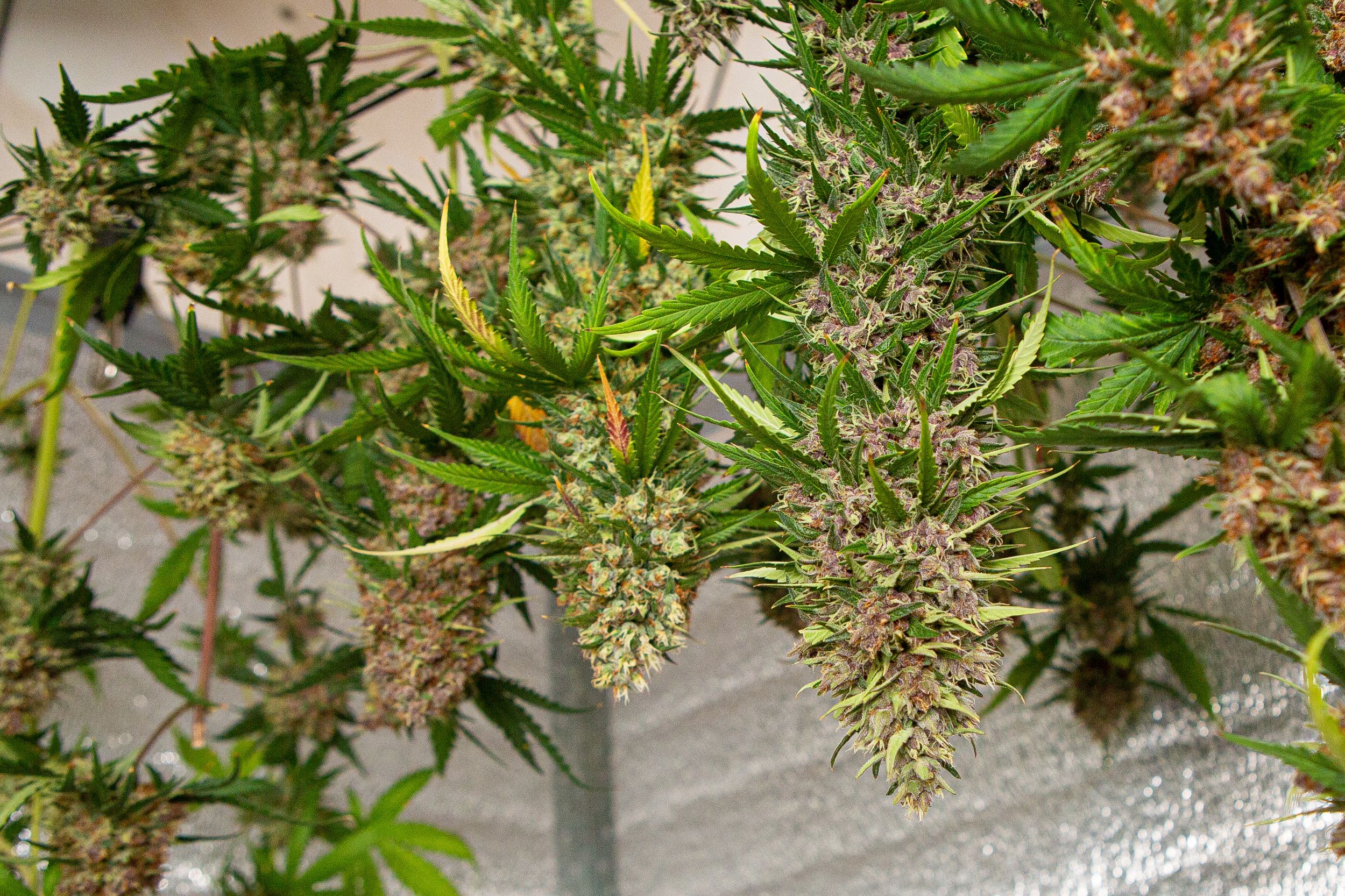 Cómo Secar Marihuana Rápidamente Y 3 Alternativas Para Los Cogollos Húmedos  - Zamnesia Blog