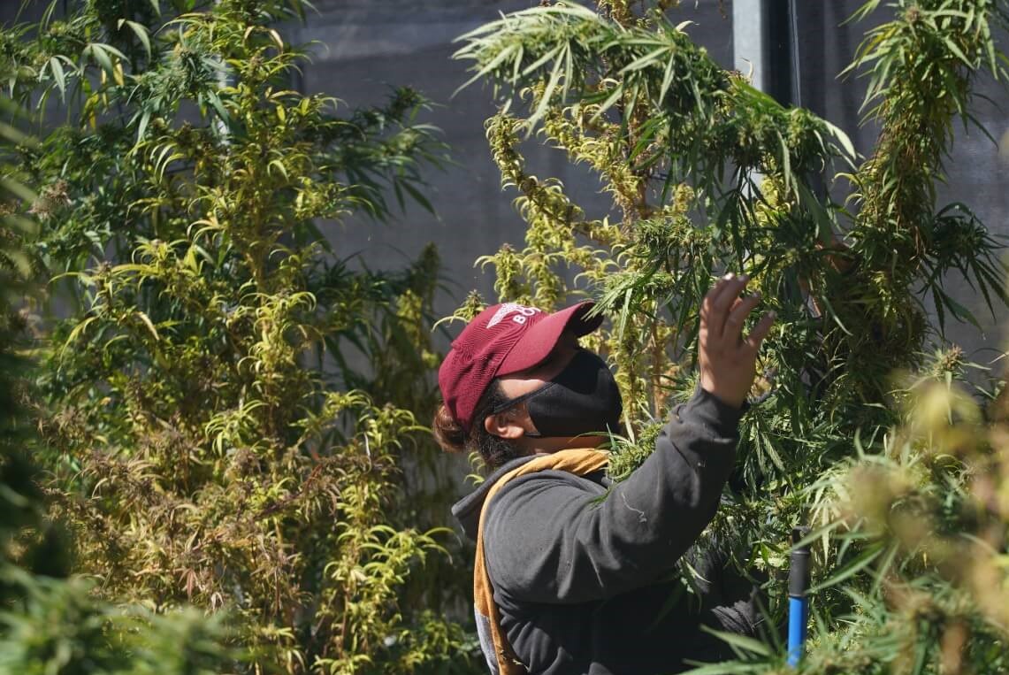 cannabis medicinal en la rioja