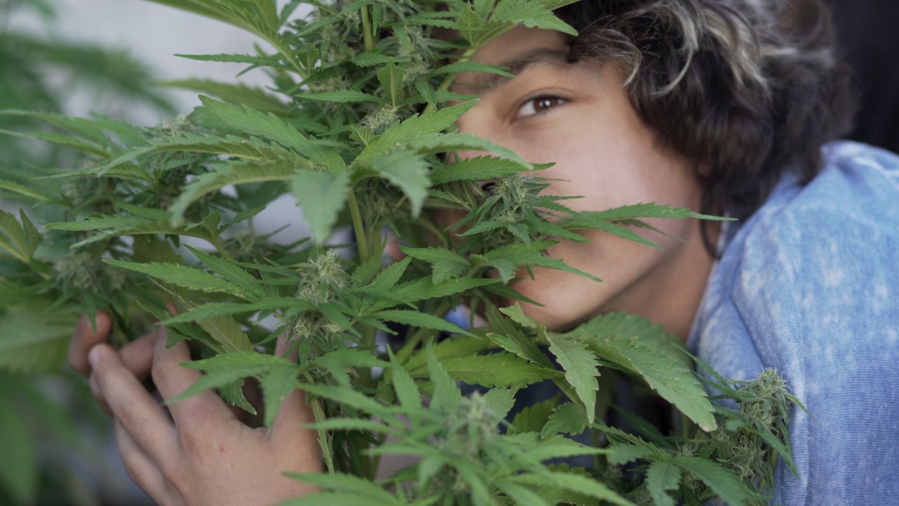 documental sobre el cannabis medicinal