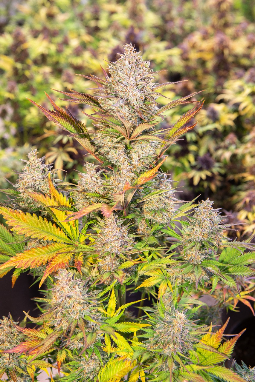 Ventajas y desventajas de las semillas autoflorecientes cannabis