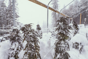 cannabis en tierra del fuego1