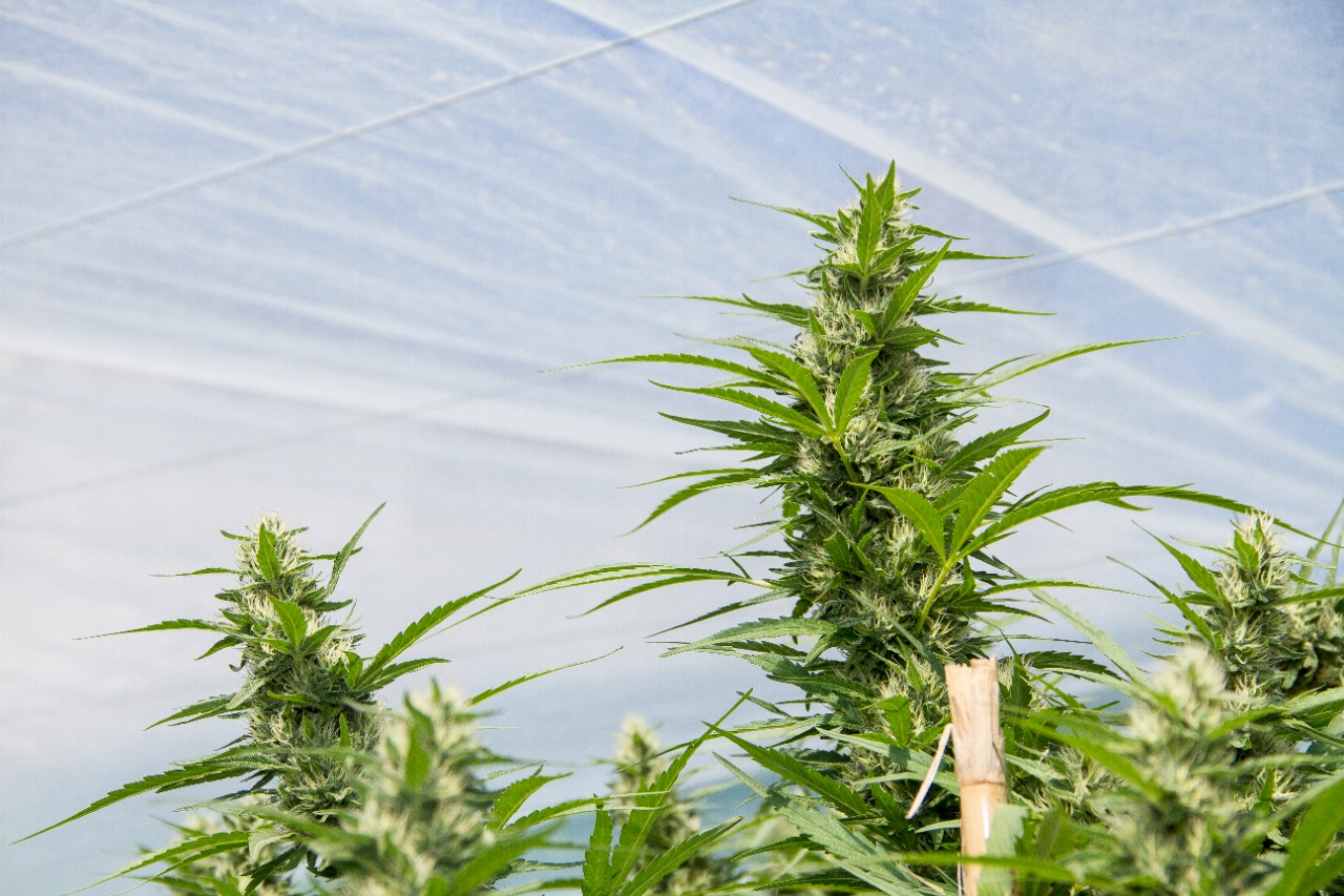 Humedad y temperatura en el cultivo de cannabis - 【Blog de BobGrow】