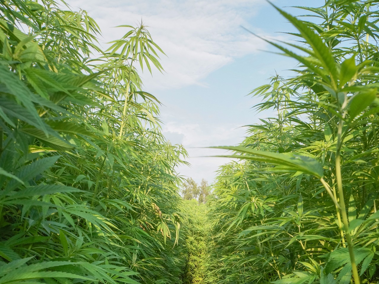 Cannabis en el paraíso: la industria cannábica en el Caribe